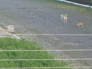 CalcadaNao